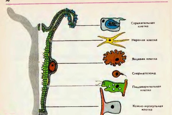 Работающий сайт кракен